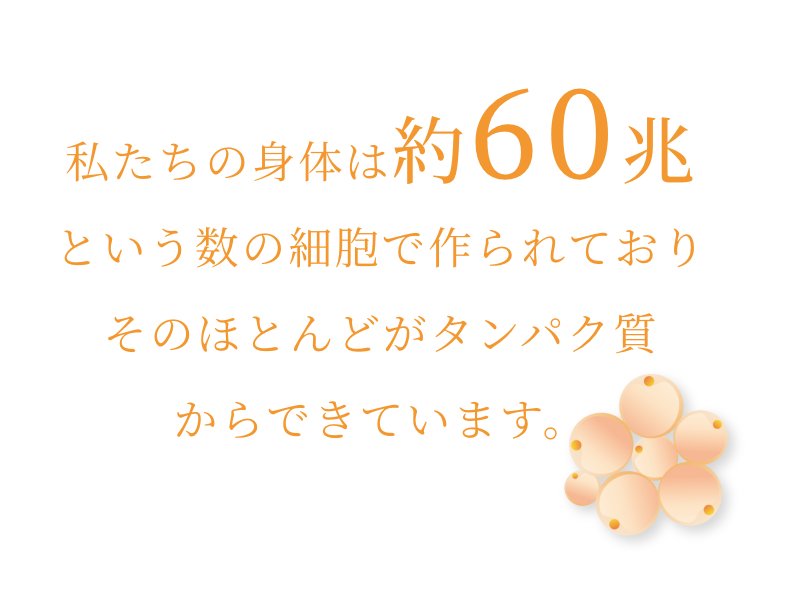 私たちの身体は約60兆という数の細胞で作られておりそのほとんどがタンパク質からできています。